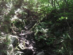 trail to Wilbur Clearing